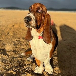 Henry the dog
