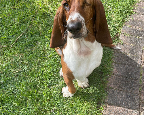 Henry the Dog