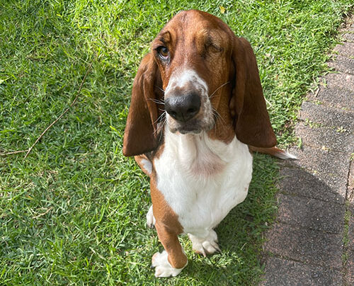 Henry the Dog