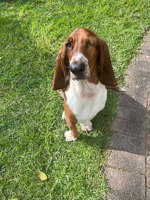 Henry the Dog